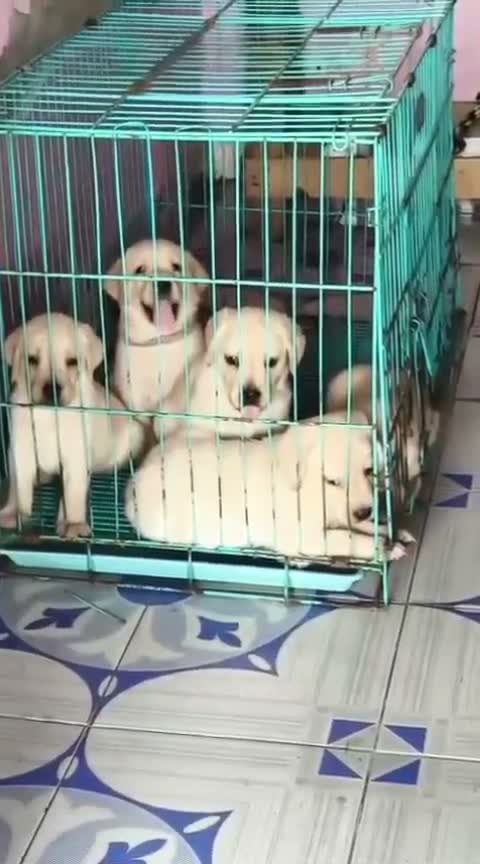 Beagle Black & Tan Puppy, farm video