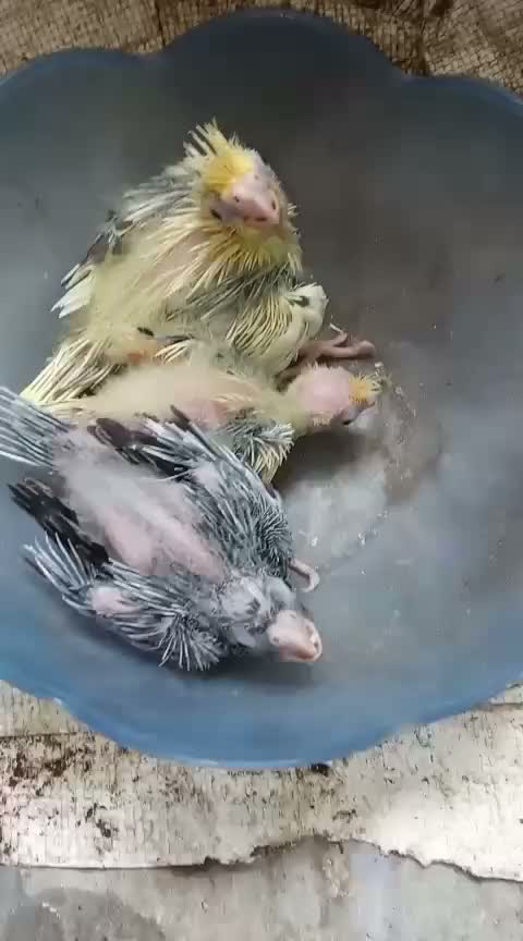 Cockatiel | White Face, farm video