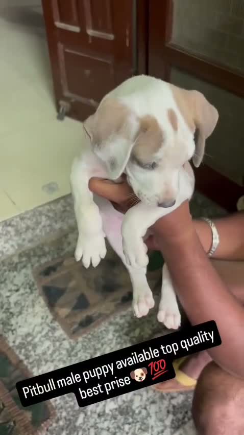 Pitbull Terrier Puppy, farm video