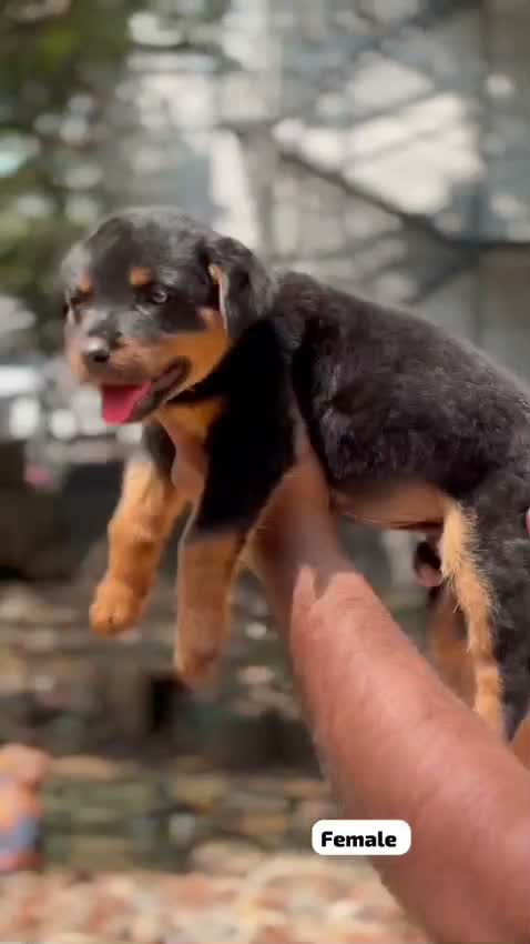 Dachshund Puppy | Brown & Tan, farm video