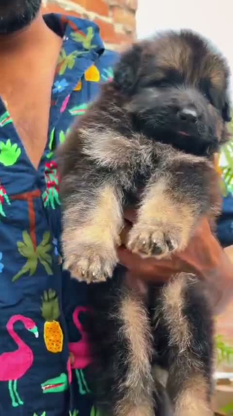 German Shepherd Puppy, farm video
