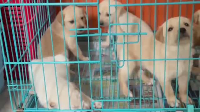 Beagle Black & Tan Puppy, farm video