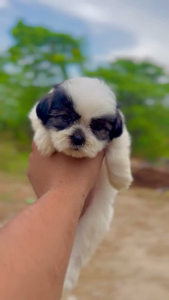 Shih Tzu | Black Color, farm video