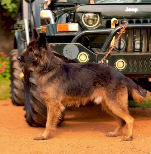 German Shepherd Puppy, farm video