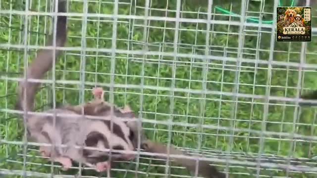 Dachshund Puppy | Brown & Tan, farm video