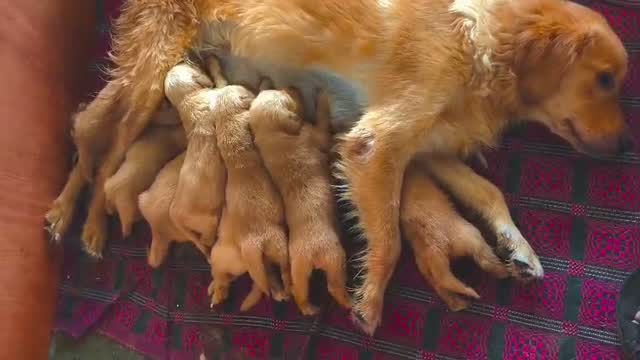 Golden Retriever, farm video