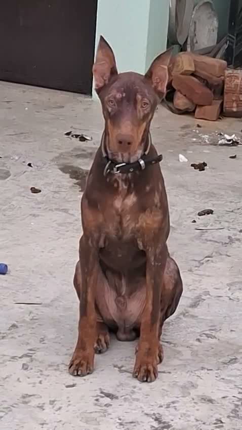 Doberman Pinscher Puppy, farm video