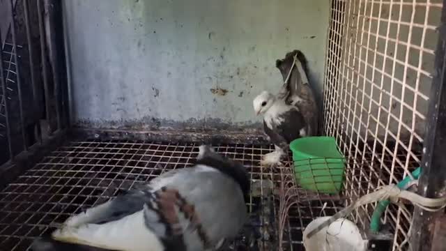 Jacobin Pigeon, farm video