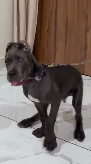 Cane Corso Puppy, farm video