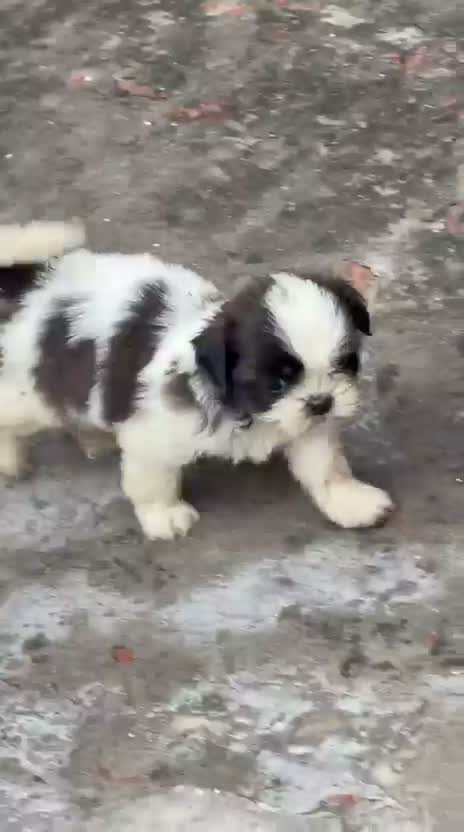Shih Tzu | Black Color, farm video