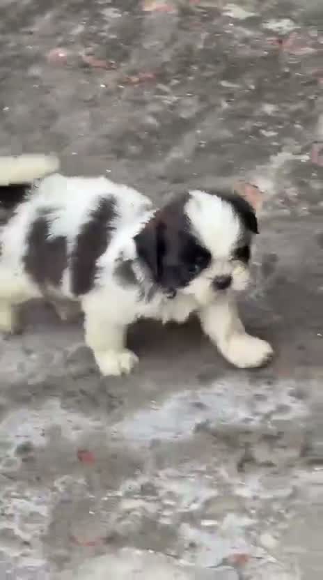 Shih Tzu | Black Color, farm video