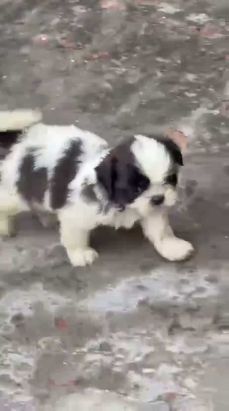 Shih Tzu | Black Color, farm video