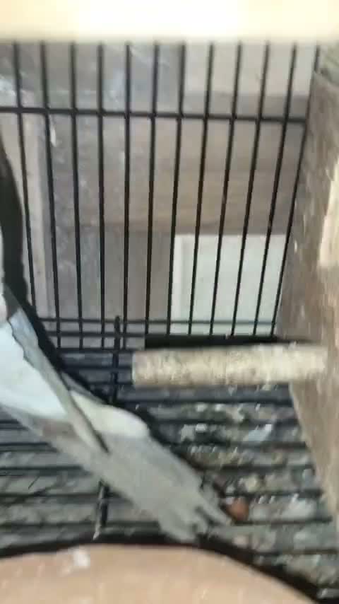 Cockatiel, farm video