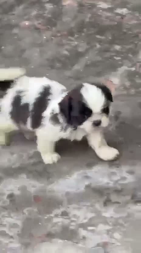 Shih Tzu | Black Color, farm video