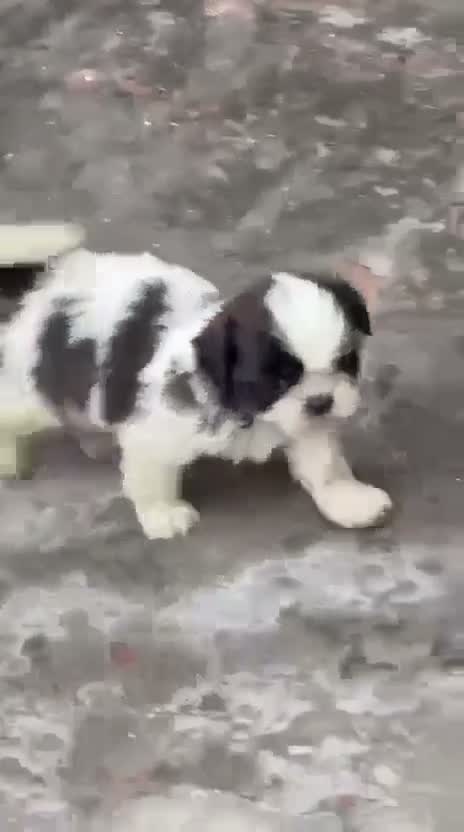 Shih Tzu | Black Color, farm video