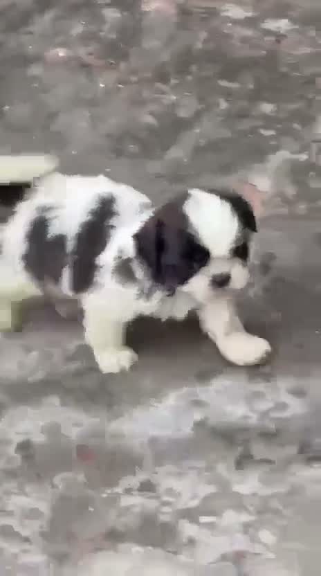 Shih Tzu | Black Color, farm video