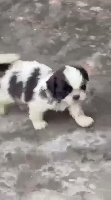 Shih Tzu | Black Color, farm video