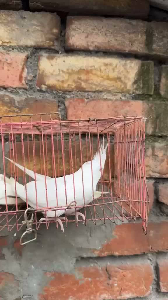 Cockatiel, farm video