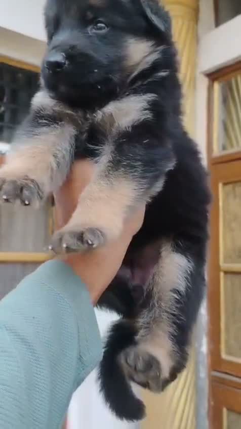 German Shepherd Puppy, farm video
