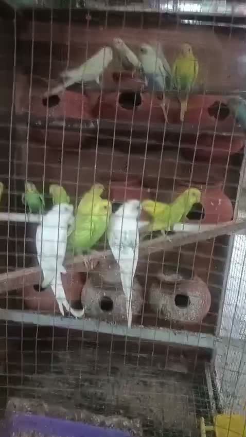 Budgies, farm video