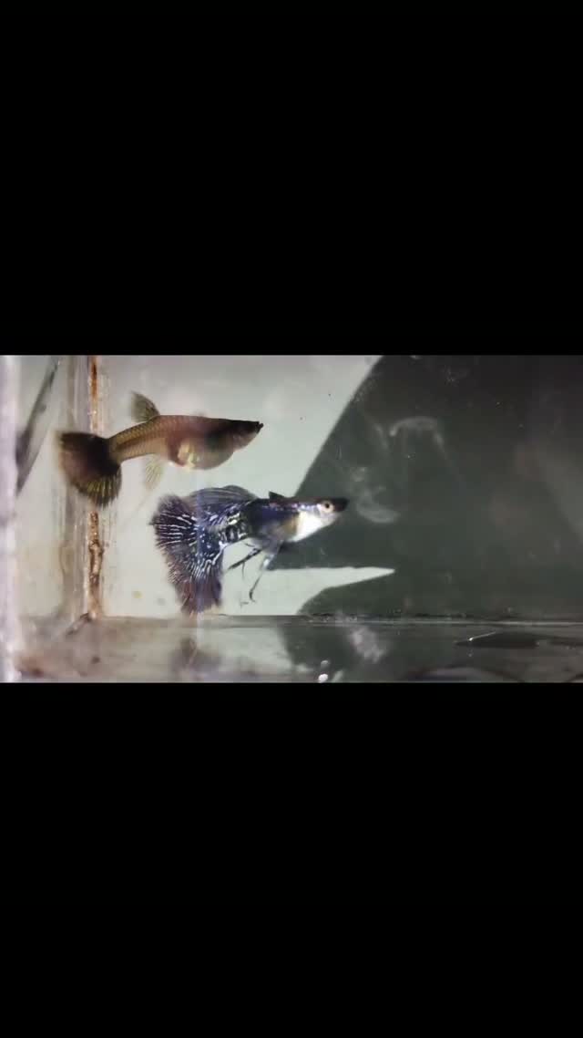 Dumbo Rat, farm video