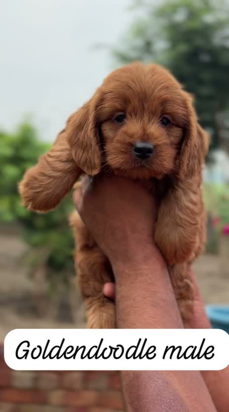 Doodle, farm video