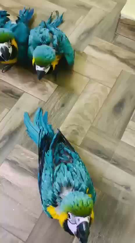 Blue & Gold Macaw, farm video