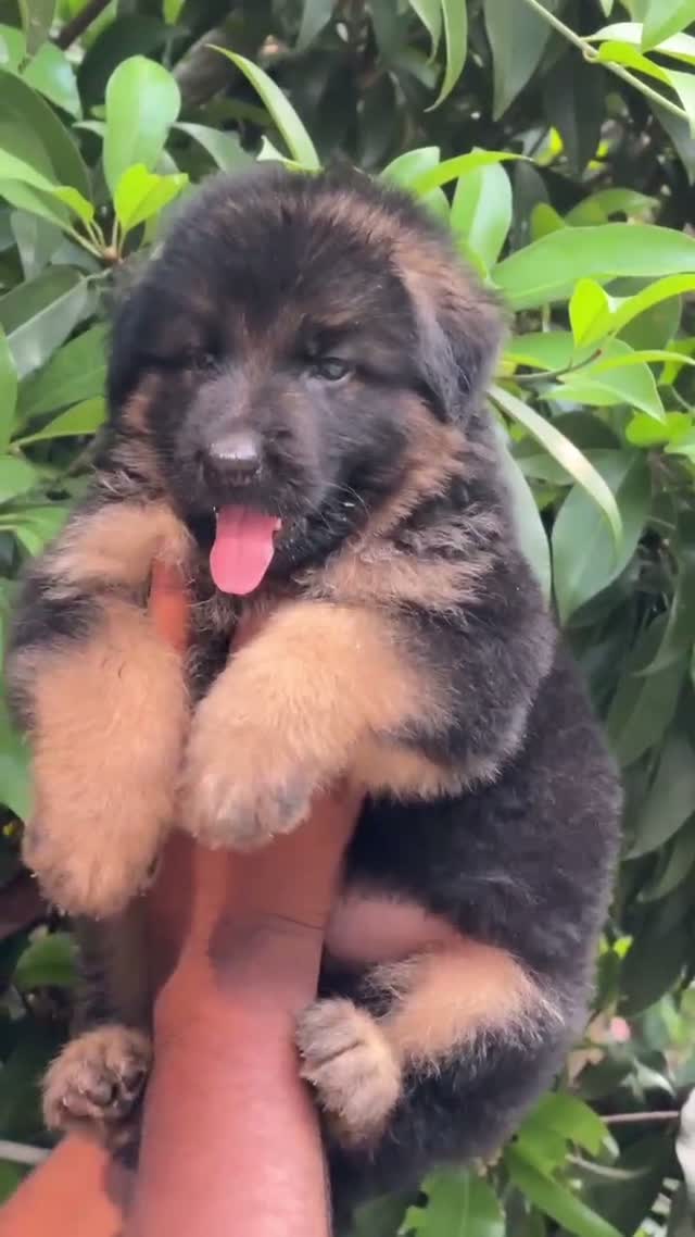 German Shepherd Puppy, farm video
