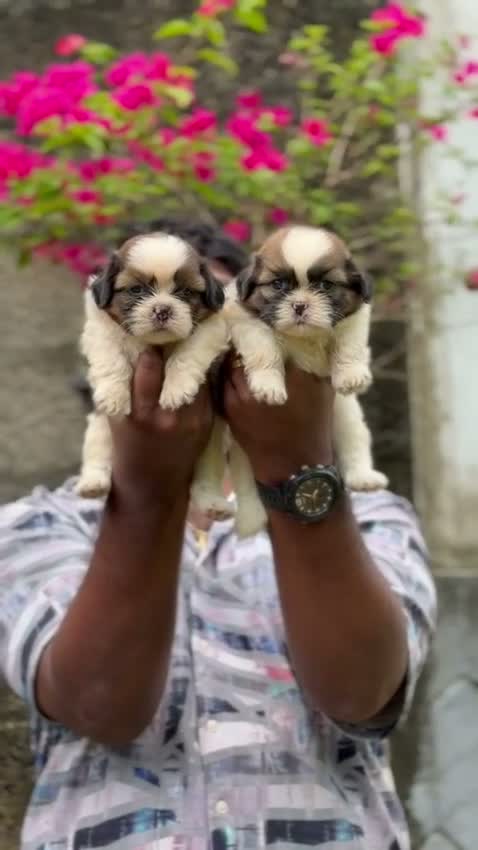 Shih Tzu | Black Color, farm video
