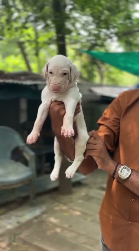 Rajapalayam Puppy, farm video