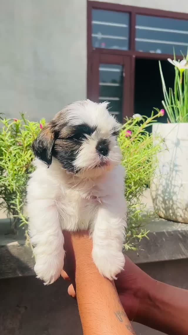 Shih Tzu | Black Color, farm video