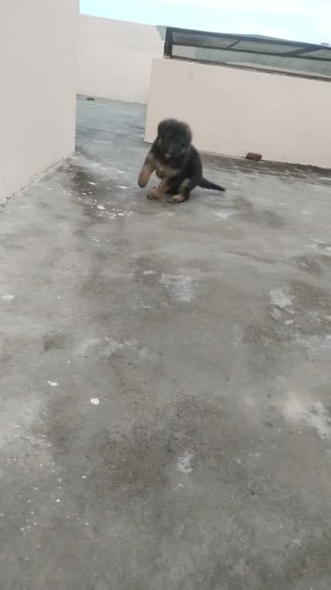 German Shepherd Puppy, farm video