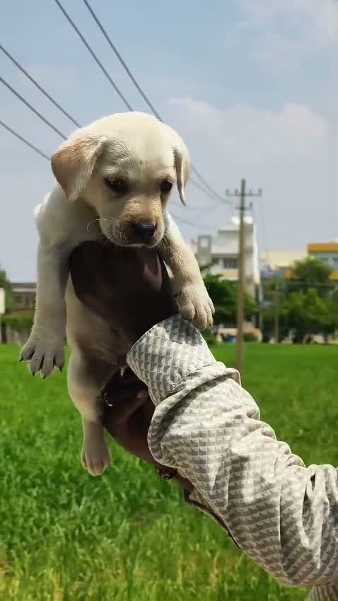 Beagle Black & Tan Puppy, farm video