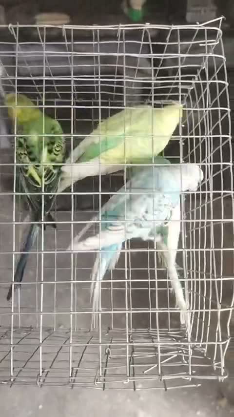 Budgies, farm video