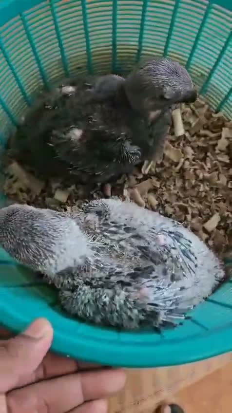 African Grey Parrot, farm video