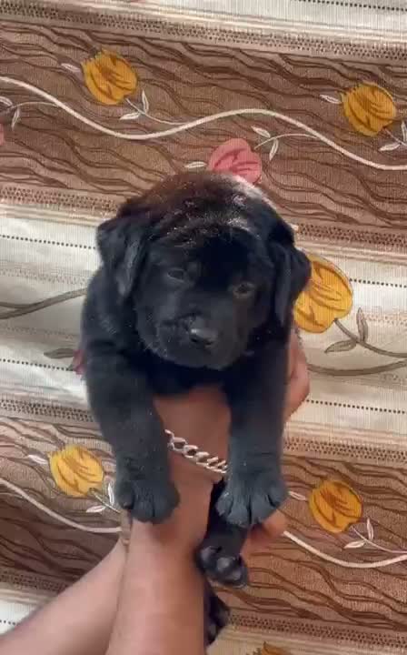 Beagle Black & Tan Puppy, farm video