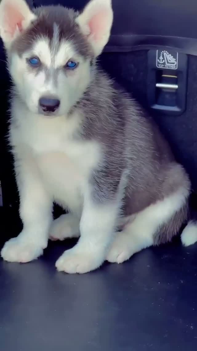 Siberian Husky Puppy | Black & White Color, farm video