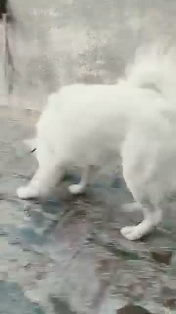 Pomeranian Puppy, farm video