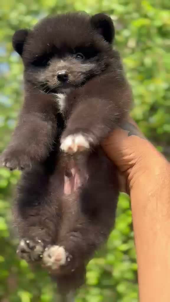 Toy Poodle Puppy, farm video