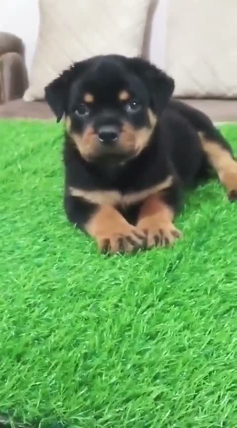 Rottweiler Puppy, farm video