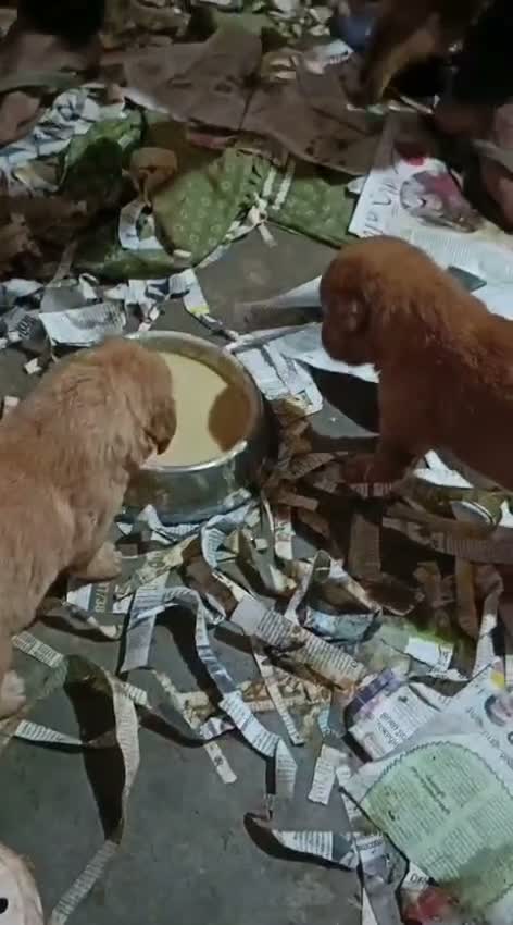 Golden Retriever, farm video