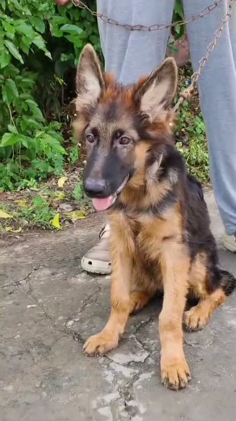 German Shepherd Puppy, farm video