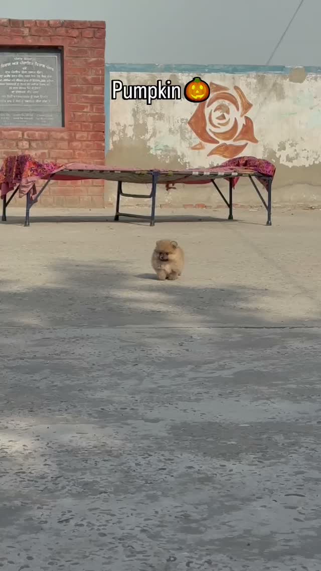 Pomeranian Puppy, farm video