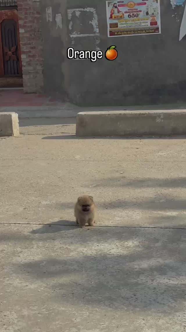 Pomeranian Puppy, farm video