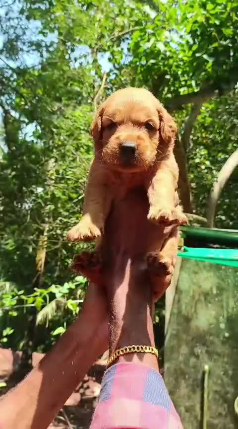 Golden Retriever, farm video