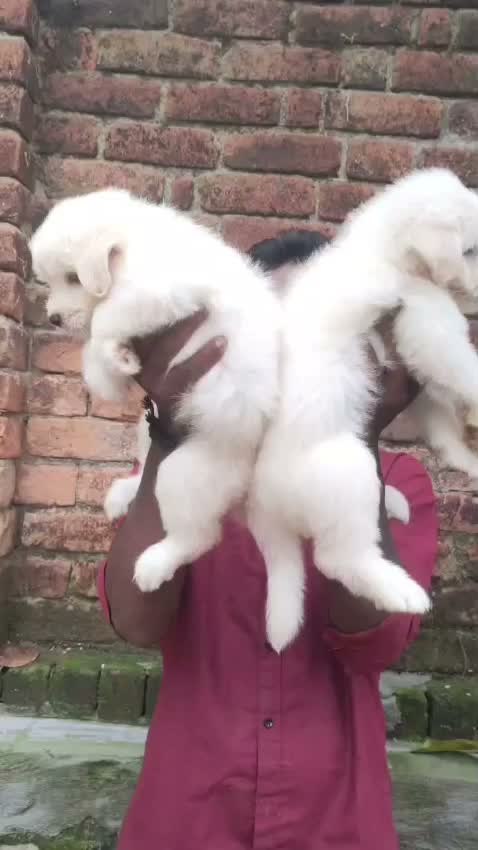 Lhasa Apso Puppies, farm video