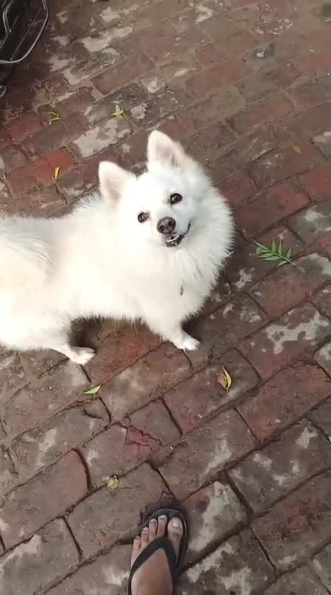 Pomeranian Puppy, farm video