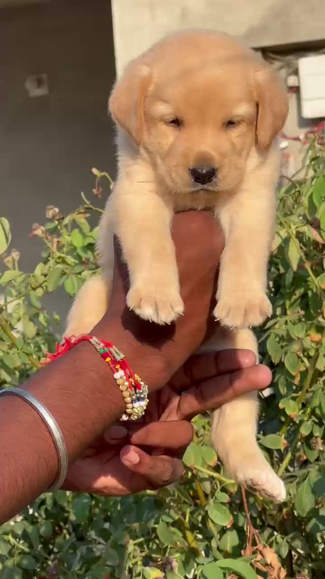 Beagle Black & Tan Puppy, farm video