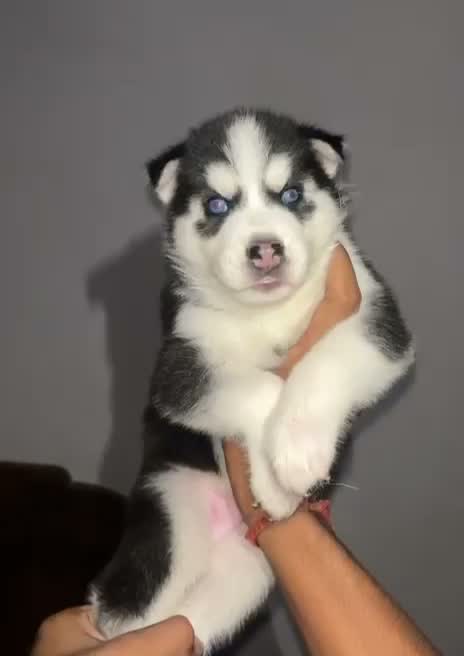 Siberian Husky Puppy | Black & White Color, farm video