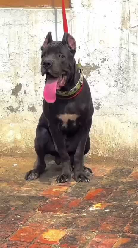 Cane Corso Puppy, farm video